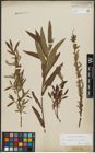 Foto von Salix purpurea L. x Salix viminalis L.